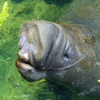 Søko eller Manatee i Florida - USA