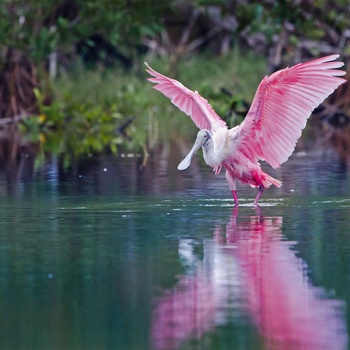 Rosette spoonbill eller stork i Florida