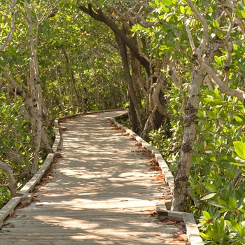 Mangrove i John Pennekamp Coral Reef State Park i Florida, USA