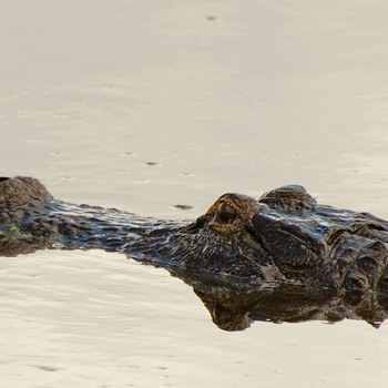 Alligator langs Lake Apopka Wildlife Drive i Florida, USA