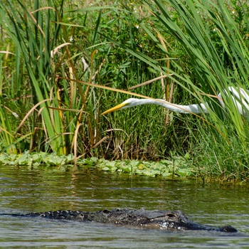 Fugl og alligator langs Lake Apopka Wildlife Drive i Florida, USA