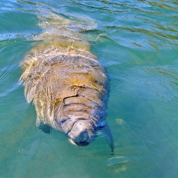 Manatee i Florida, USA