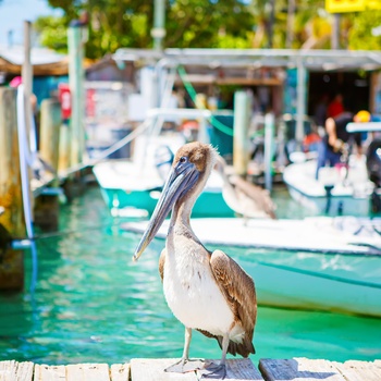 Store brune pelikaner i havnen i Islamorada, Florida