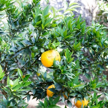 Træ med citroner i Limone, Gardasøen i Italien