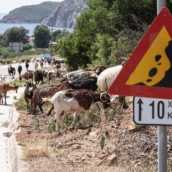 Geder på vejen på halvøen Halkidiki i Grækenland