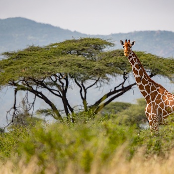 Nysgerrig giraf - Afrika