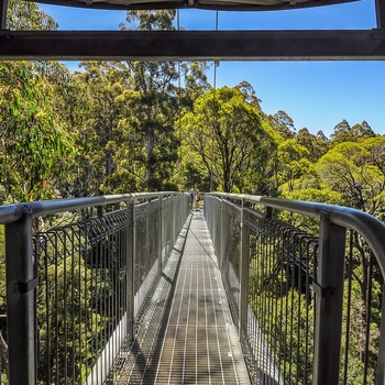 Treetop Walk i Great Otway National Park - Victoria i Australien