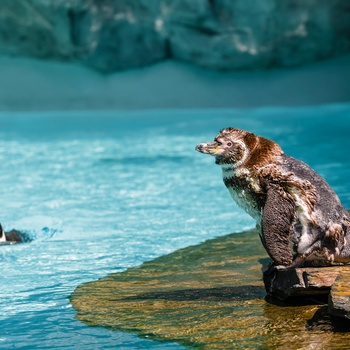 Pingviner i Hagenbeck Zoo, Hamburg i Tyskland