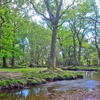 New Forest Nationalpark i Hampshire, England