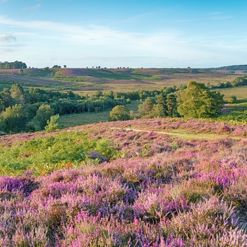 Landskab iNew Forest Nationalpark i Hampshire, England