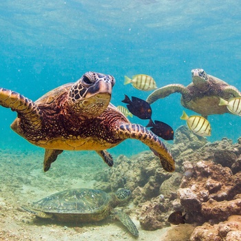 En truet havskildpadde, Green Sea Turtle - Hawaii