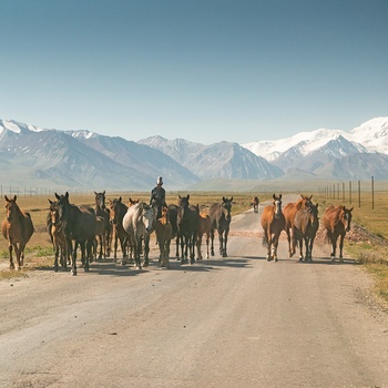 Heste på Pamir highway i Kirgisistan