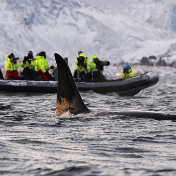 Hvalsafari Tromsø