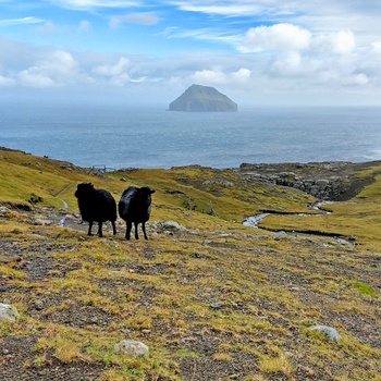 Vandretur til Hvannhagi på øen Suduroy - Færøerne