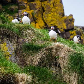Lunder/søpapegøjer nær Borgarfjordur Eystri, Island