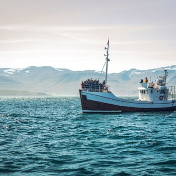 Fiskebåd på hvalsafari tæt på kysten - Island