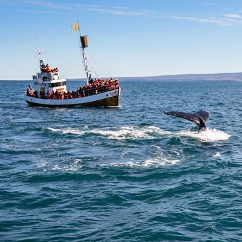 Tag på hvalsafari på din rejse i Island