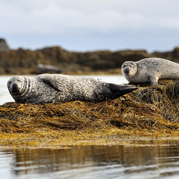 Sæler på Ytri Tunga stranden, Snæfellsnes halvøen i Island