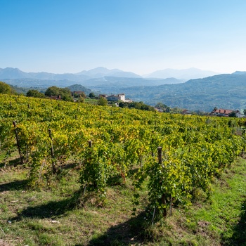 Vinområdet Avellino, tæt på Napoli i den sydlige del af Italien