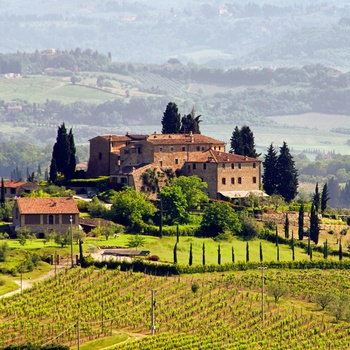Vingård i Toscana