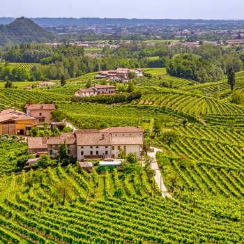 Vingård og vinmarker i Veneto, Norditalien
