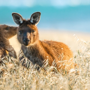 Kangaroo Island