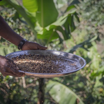 Kaffebønner vises frem på lille lokal kaffefarm - Uganda