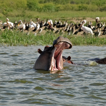 Flodhest i Kazinga-kanalen i Queen Elisabeth National Park - Uganda
