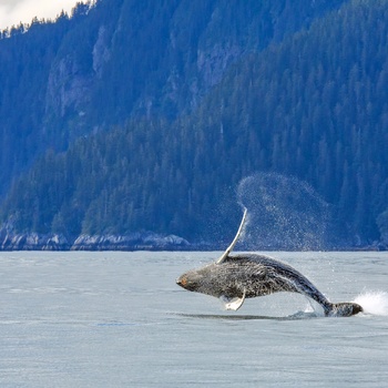 Pukkelhval i Kenai Fjords National Park