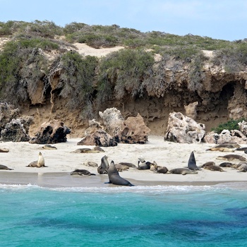 Koloni af søløver nær Jurien Bay - Western Australia