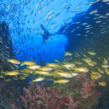 Koraller og fisk ved Ningaloo Reef i Western Australia