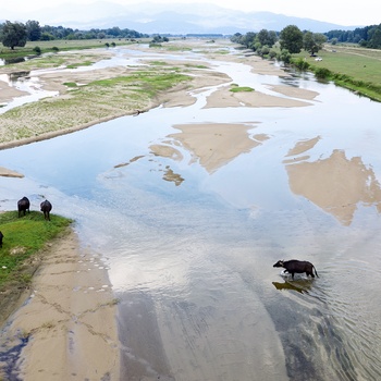 Vilde vandbøfler i Lake Kerkini National Park - Grækenland
