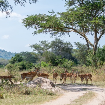 En flok antiloper i Lake Mburo Nationalpark - Uganda