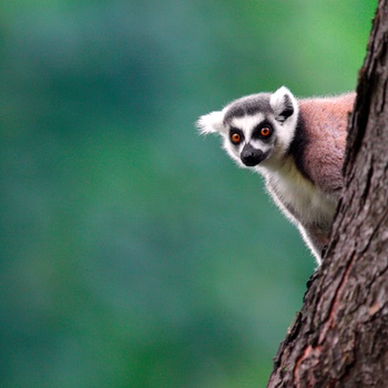 Lemur i Zoo