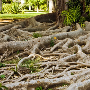 Jardim Botânico Tropical i Lissabon