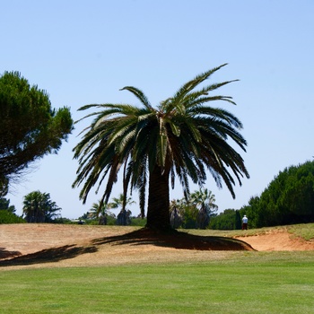 Palme på golfbane i Lissabon