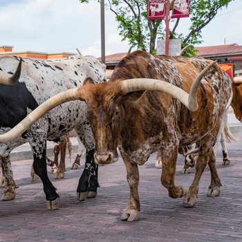 Longhorn Cattle ved Forth Worth Stockyards