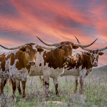 Longhorn kvæg i Texas
