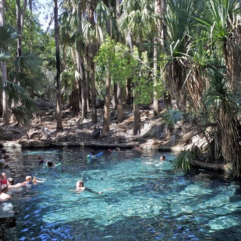 Mataranka varme pools i Elsey National Park - Northern Territory i Australien
