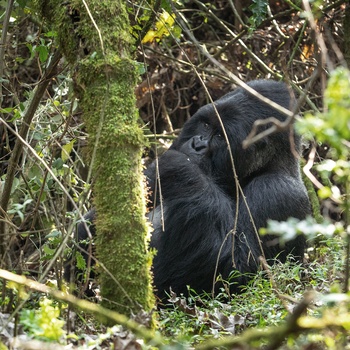Silverback i Mgahinga Gorilla National Park - Uganda