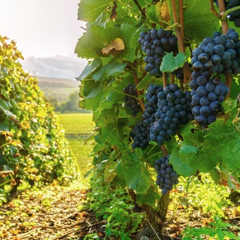 Montagne de Reims - vinmarker med druer