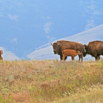Bison familie i National Bison Range i Montana, USA