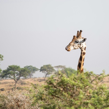 Giraf i Murchison Falls National Park i Uganda - Foto: Sam Balye, Unsplash