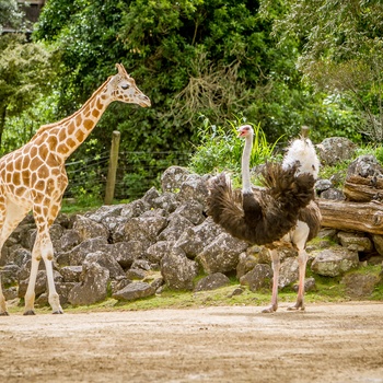 Giraf og struds i Auckland Zoo, New Zealand