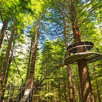 Giant Redwoods Treewalk i Whakarewarewa skoven nær Rotorua, Nordøen i New Zealand