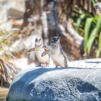 Pingviner i National Aquarium, Napier på New Zealands nordø