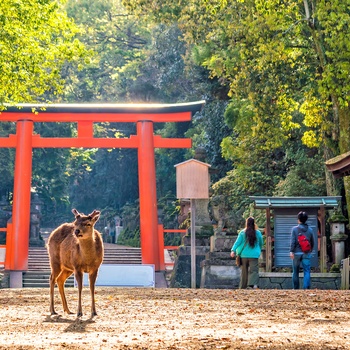 Hjort i Nara Park - Japan