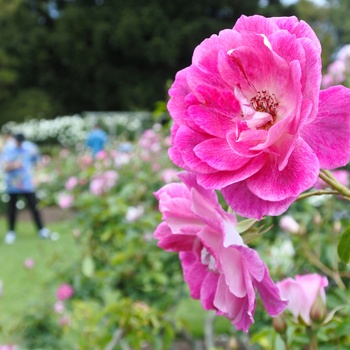 Parnell Rose Gardens, Auckland, New Zealand