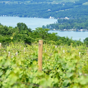 Vinmarker i Finger Lakes regionen - New York State i USA