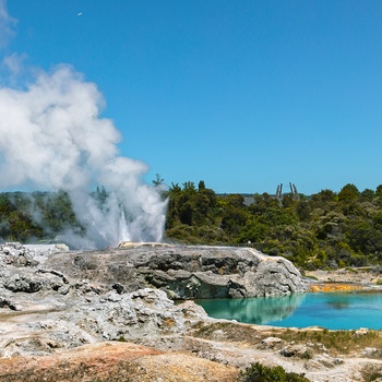 New Zealand Nordoen Whakarewarewa